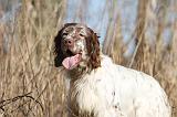 SETTER ANGLAIS 070